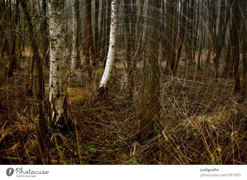 Wald Umwelt Natur Landschaft Pflanze Baum Gras Birke dunkel natürlich trist braun Farbfoto Gedeckte Farben Außenaufnahme Menschenleer