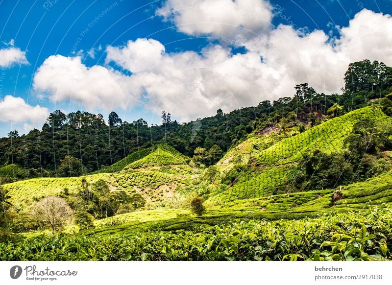 gute-nacht-tee Ferien & Urlaub & Reisen Tourismus Ausflug Abenteuer Ferne Freiheit Umwelt Natur Landschaft Himmel Wolken Pflanze Blatt Nutzpflanze Teepflanze