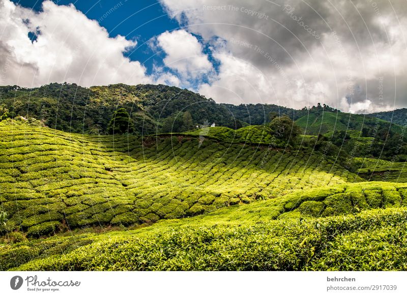 schatten und licht Ferien & Urlaub & Reisen Tourismus Ausflug Abenteuer Ferne Freiheit Natur Landschaft Himmel Wolken Pflanze Baum Sträucher Blatt Nutzpflanze