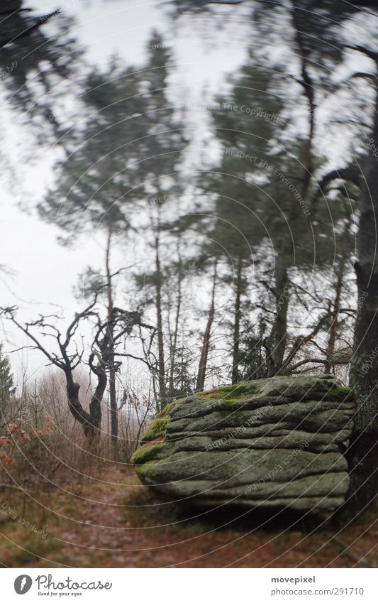 myhtischer Fels Herbst Baum Moos Wald Felsen Stein bedrohlich dunkel gruselig geheimnisvoll kultig Opferfelsen Mythologie Außenaufnahme Menschenleer