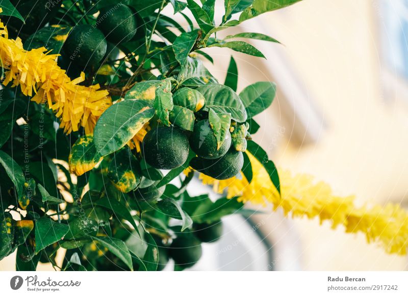 Grüne Zitrusfrüchte begrenzen Früchte in der Linde Landwirtschaft Hintergrundbild Beautyfotografie Blume Blüte Ast Haufen Nahaufnahme Farbe mehrfarbig Diät Feld