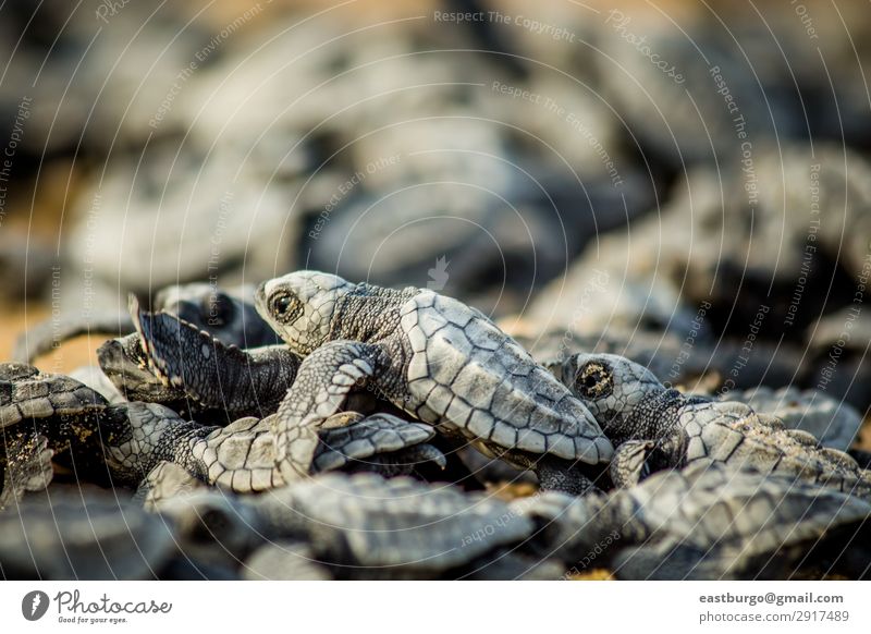 Kleine Meeresschildkröten kämpfen nach dem Schlupf in Mexiko ums Überleben. Strand Baby Natur Tier Sand klein wild chaotisch Tiere Tiere Reptilien baja