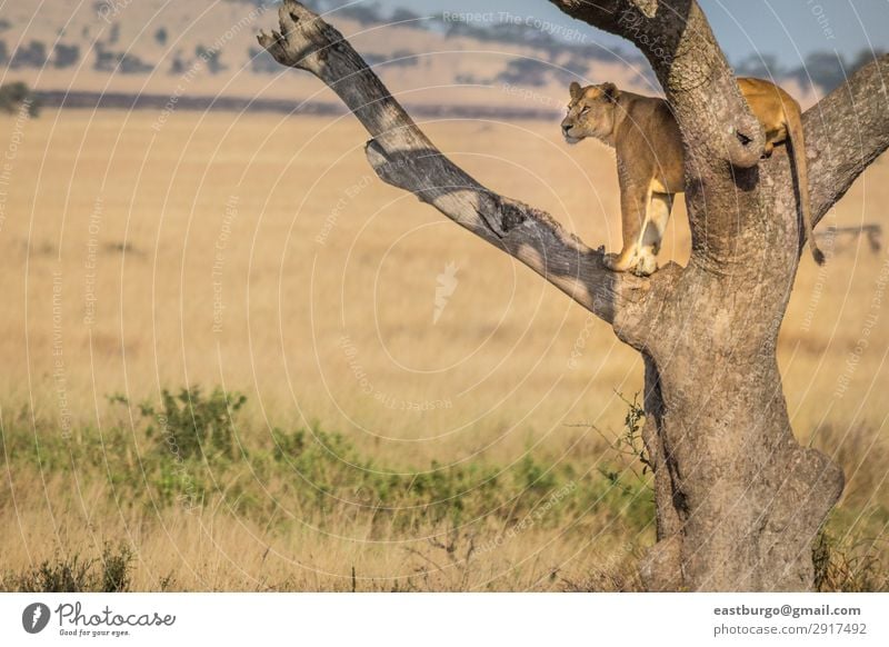 Eine Löwin steht Wache in einem Baum. Tourismus Safari Erwachsene Natur Landschaft Tier Gras Park Katze wild gelb gold gefährlich Stolz Afrika Afrikanisch groß