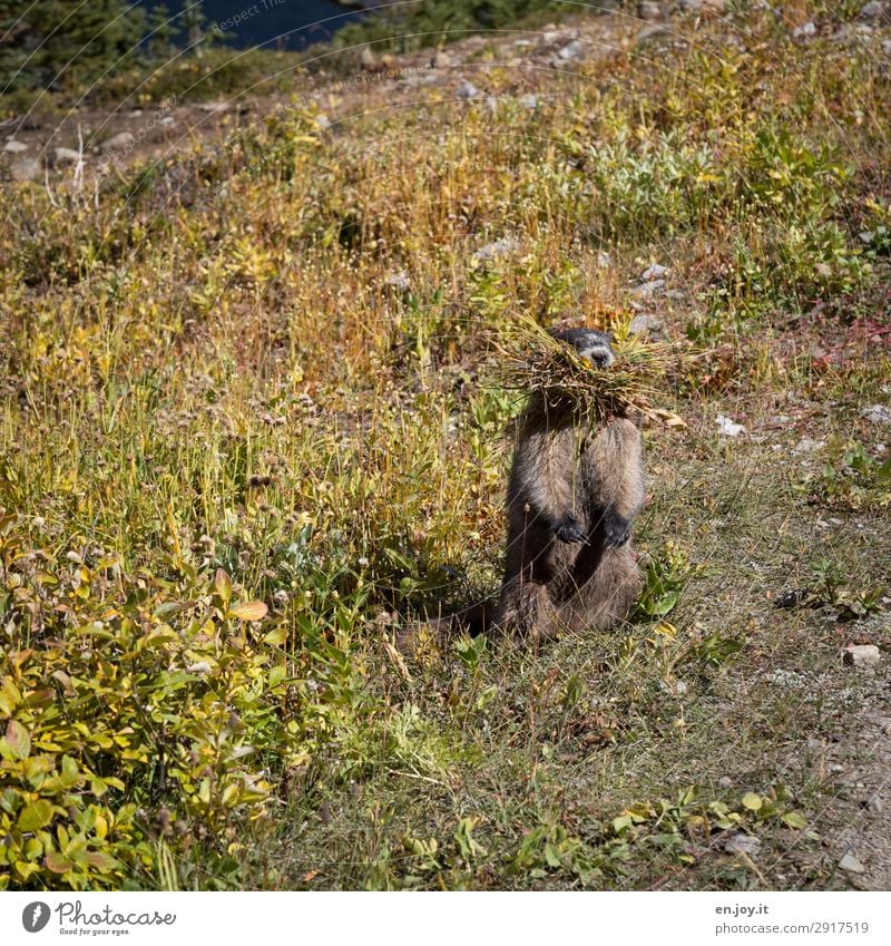 guckst du Umwelt Natur Sommer Klima Klimawandel Wiese Tier Wildtier Murmeltier Nagetiere 1 Tierliebe fleißig ansammeln Futter Fressen stehen vertikal Vorrat