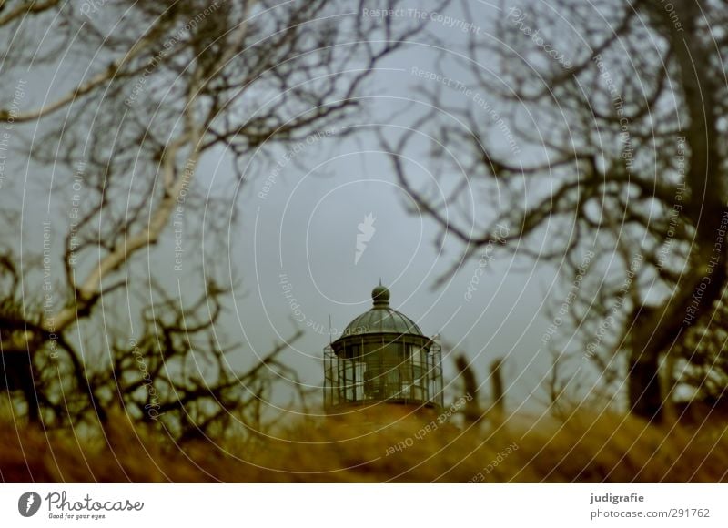 Weststrand Umwelt Natur Landschaft Pflanze Baum Gras Küste Ostsee Darß Leuchtturm natürlich wild verstecken Düne Farbfoto Gedeckte Farben Außenaufnahme Tag