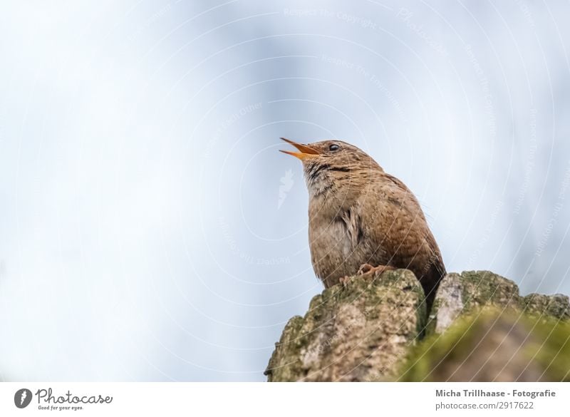 Singender Zaunkönig Sänger Natur Tier Himmel Sonnenlicht Schönes Wetter Baumstumpf Wildtier Vogel Tiergesicht Flügel Krallen Schnabel Feder gefiedert Auge 1