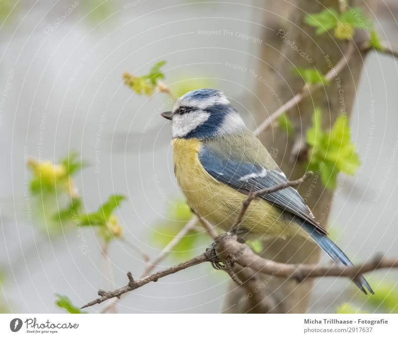 Blaumeise im Frühlingsgrün Natur Tier Sonnenlicht Schönes Wetter Baum Blatt Zweige u. Äste Blütenknospen Vogel Tiergesicht Flügel Krallen Meisen Feder gefiedert