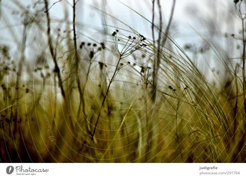 Wiese Umwelt Natur Pflanze Gras Wildpflanze Küste Strand Ostsee Wachstum natürlich Wärme wild weich Farbfoto Gedeckte Farben Außenaufnahme Unschärfe