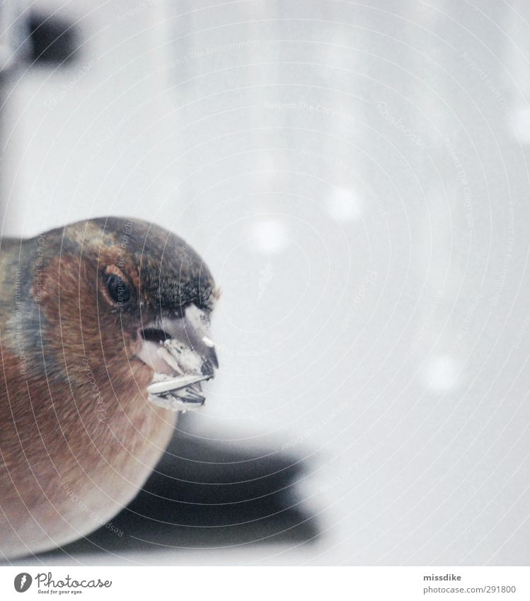 frozen bird Sonnenblumenkern Natur Winter Klima Eis Frost Schnee Tier Wildtier Vogel Feder Futterhäuschen 1 beobachten Fressen frieren füttern dunkel kalt braun