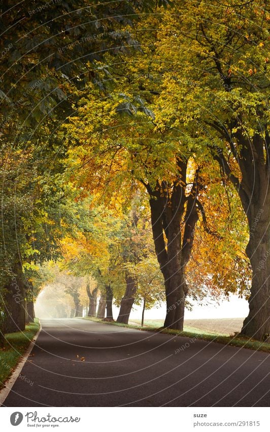 Weg ins Licht Umwelt Natur Landschaft Pflanze Klima Wetter Nebel Baum Verkehr Verkehrswege Straße Wege & Pfade authentisch Ziel Landstraße Allee herbstlich