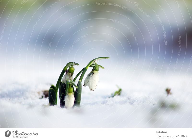 Glöckchen Umwelt Natur Pflanze Urelemente Wasser Winter Eis Frost Schnee Blume Blüte Garten Park Coolness hell kalt natürlich grün weiß Frühblüher Frühlingsbote