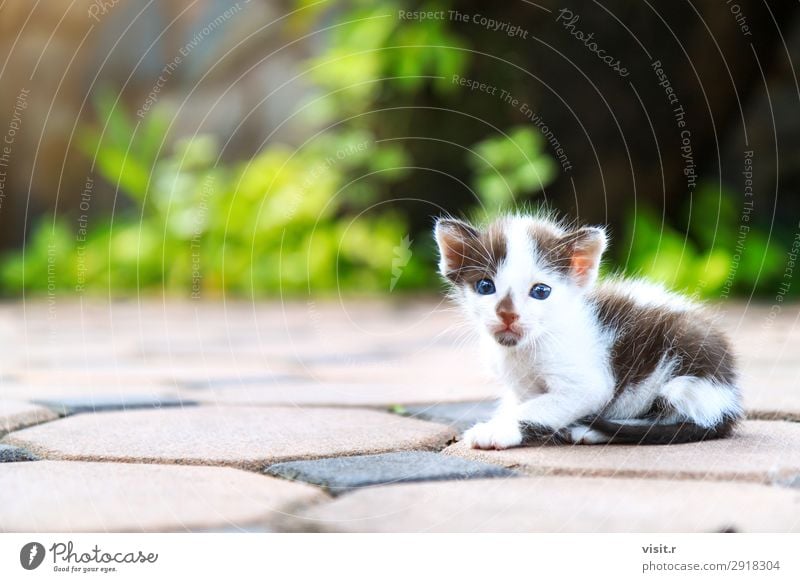 Streunendes Kätzchen sitzt und schaut auf die Kamera. Haus Garten Natur Tier Haustier Katze Pfote 1 Liebe sitzen Armut dreckig klein lustig niedlich braun grün