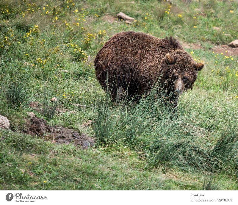 Bärchen Pflanze Gras Wiese Tier Tiergesicht 1 beobachten braun grün Farbfoto Außenaufnahme Textfreiraum links Textfreiraum rechts Textfreiraum oben