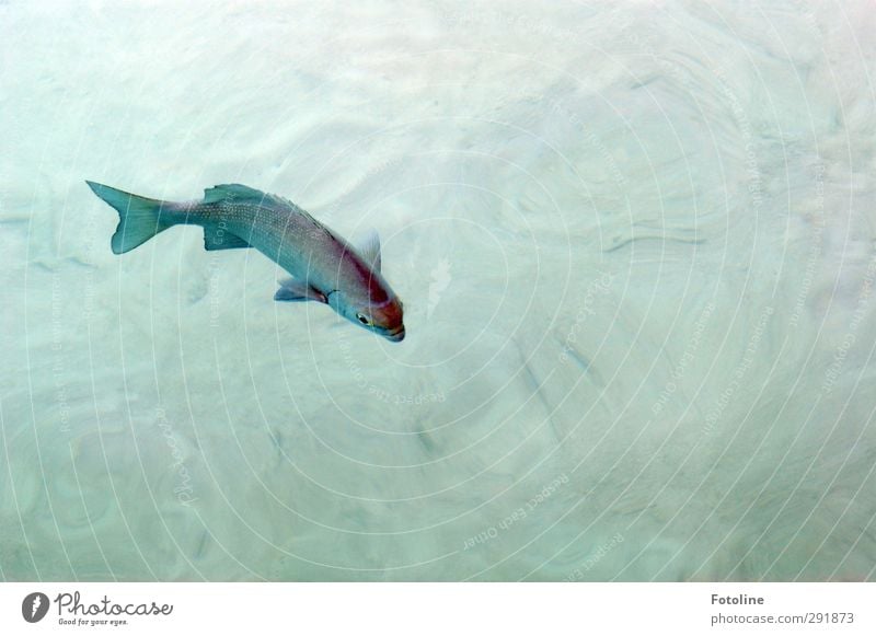 Schwimmen, schwimmen, schwimmen... Umwelt Natur Tier Urelemente Wasser Sommer Küste Meer Wildtier Fisch Schuppen hell nah nass natürlich Im Wasser treiben