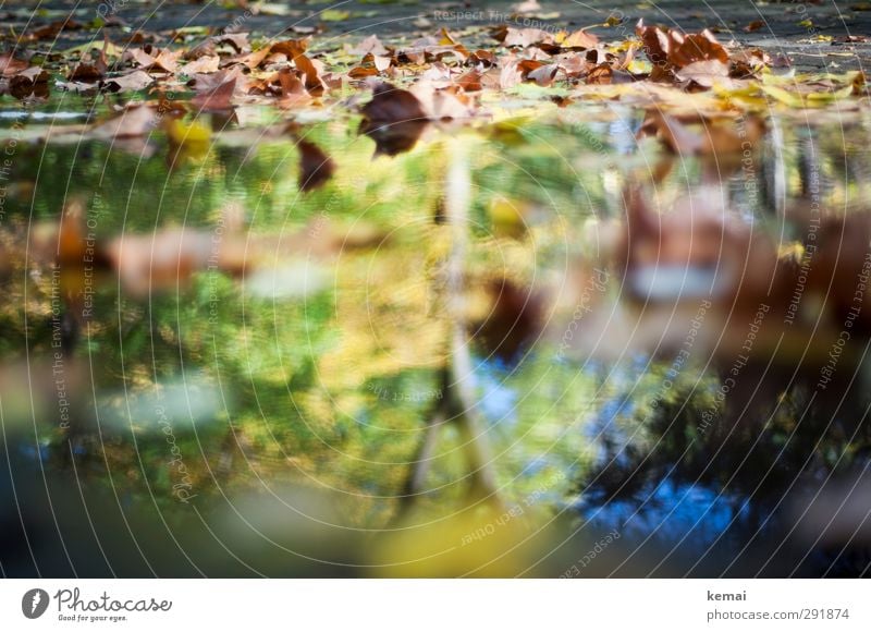 Rückblick in den Herbst Umwelt Natur Pflanze Wasser Sonnenlicht Schönes Wetter Baum Blatt Garten Park Pfütze nass gelb grün herbstlich Herbstlaub Farbfoto