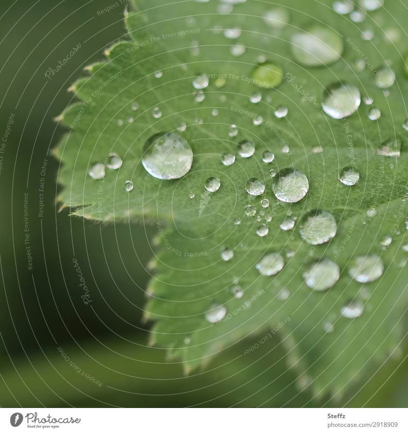 Frauenmantel mit Regentropfen Frauenmantelblatt Alchemilla Tropfen Guttationstropfen hydrophob Lotuseffekt Tropfenbild Wassertropfen verregnet Mairegen