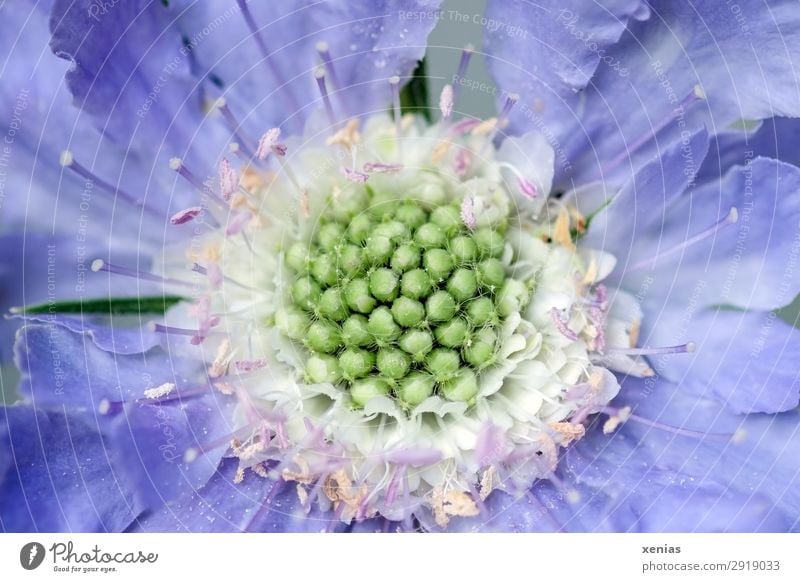 Scabiosa in violett Frühling Sommer Pflanze Blüte Garten Park Blühend weich grün rosa weiß Holunderbusch Stauden Kardengewächs Farbfoto Studioaufnahme