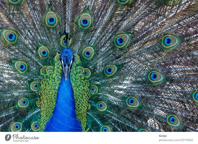 Erstaunlicher Pfau während seiner Ausstellung elegant schön Mann Erwachsene Zoo Natur Tier Park Vogel hell natürlich blau grün türkis Farbe farbenfroh Tierwelt