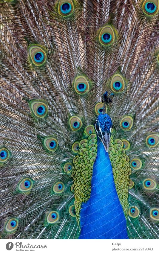 Erstaunlicher Pfau während seiner Ausstellung elegant schön Mann Erwachsene Zoo Natur Tier Park Vogel hell natürlich blau grün türkis Farbe farbenfroh Tierwelt