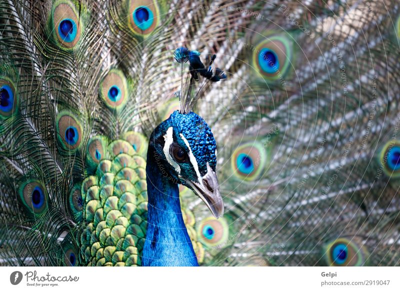 Erstaunlicher Pfau während seiner Ausstellung elegant schön Mann Erwachsene Zoo Natur Tier Park Vogel hell natürlich blau grün türkis Farbe farbenfroh Tierwelt