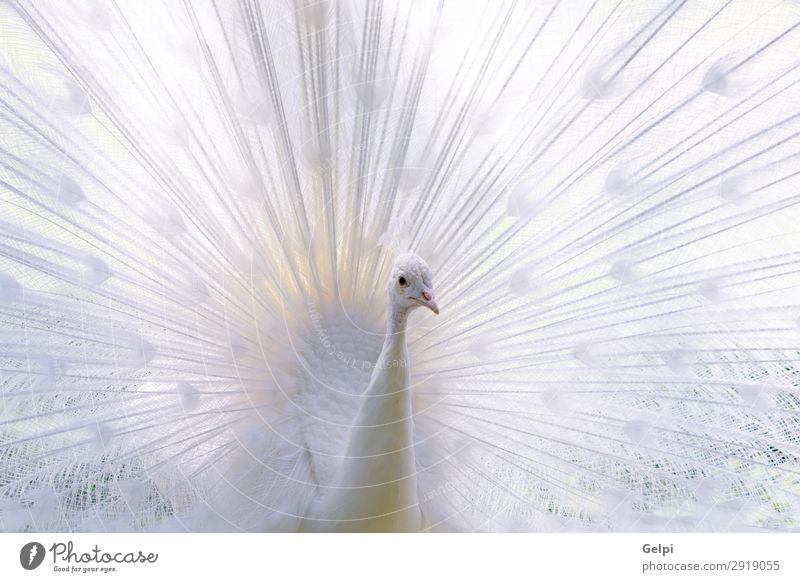 Erstaunlicher weißer Pfau, der seinen Schwanz öffnet. elegant exotisch schön Mann Erwachsene Zoo Natur Tier Vogel Flügel hell natürlich wild Romantik Stolz