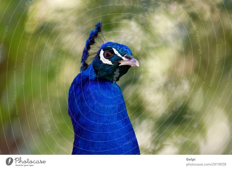 Erstaunliches Porträt eines Pfaus. elegant schön Mann Erwachsene Ausstellung Zoo Natur Tier Park Vogel hell natürlich blau grün türkis Farbe farbenfroh Tierwelt