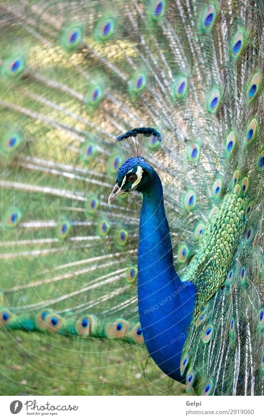 Erstaunlicher Pfau während seiner Ausstellung elegant schön Mann Erwachsene Zoo Natur Tier Park Vogel hell natürlich blau grün türkis Farbe farbenfroh Tierwelt