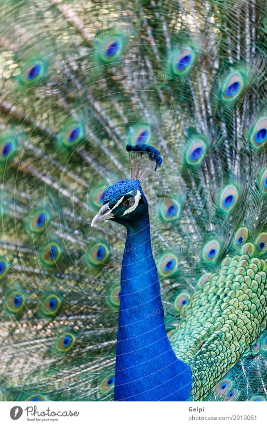 Erstaunlicher Pfau während seiner Ausstellung elegant schön Mann Erwachsene Zoo Natur Tier Park Vogel hell natürlich blau grün türkis Farbe farbenfroh Tierwelt