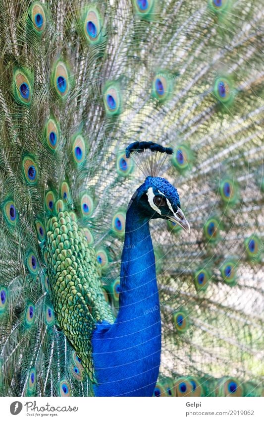 Erstaunlicher Pfau während seiner Ausstellung elegant schön Mann Erwachsene Zoo Natur Tier Park Vogel hell natürlich blau grün türkis Farbe farbenfroh Tierwelt