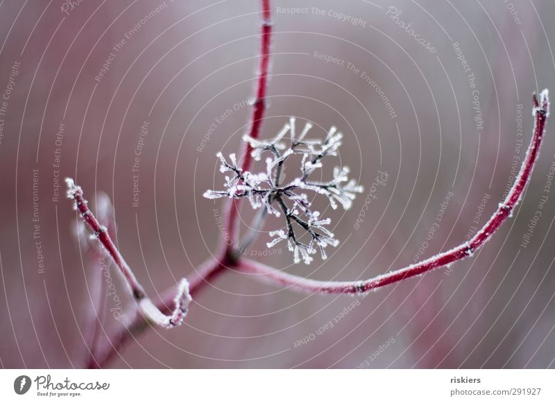 eisblume Umwelt Natur Winter Pflanze Sträucher Blüte kalt ruhig Vergänglichkeit Eis gefroren rot Farbfoto Gedeckte Farben Morgen Tag Schwache Tiefenschärfe