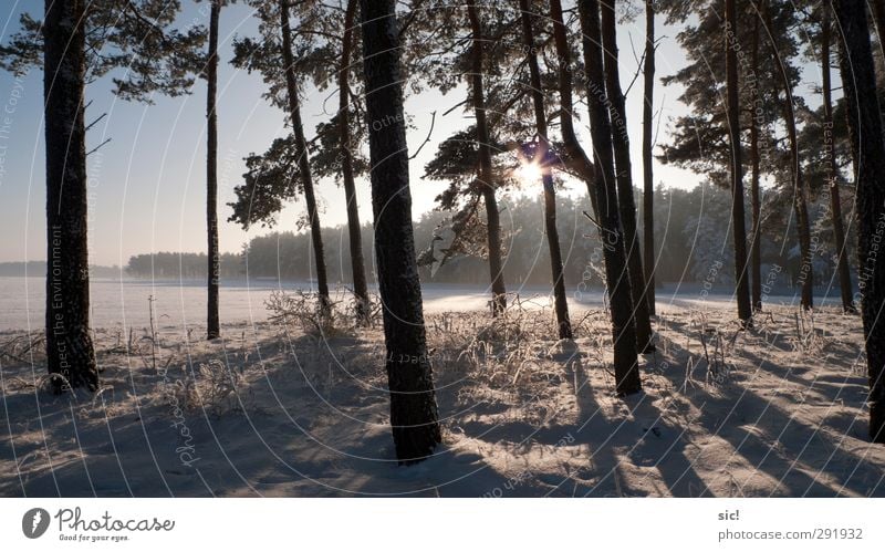 Waldrand Jagd Ferien & Urlaub & Reisen Tourismus Ausflug Winter Schnee Winterurlaub wandern Umwelt Natur Landschaft Sonne Schönes Wetter Eis Frost Baum Feld