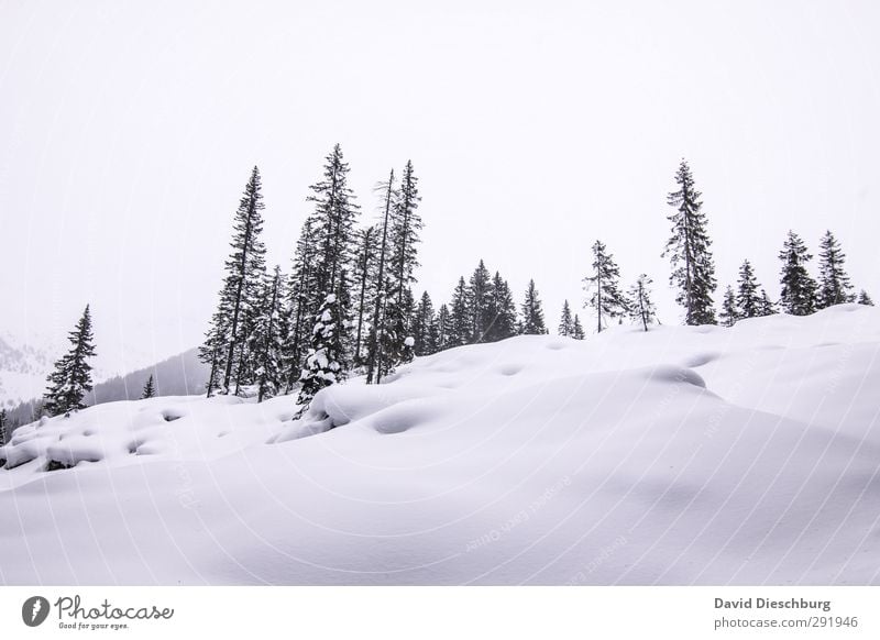 -10 Grad Natur Landschaft Pflanze Tier Winter Eis Frost Schnee Schneefall Baum Wald Hügel Alpen Berge u. Gebirge blau schwarz weiß Dolomiten Winterurlaub