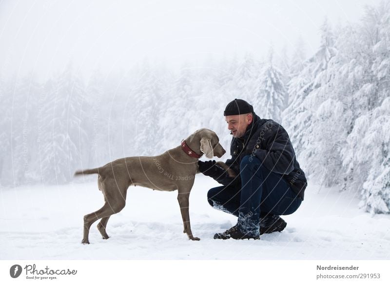 Mann und Weimaraner Jagdhund spielen in einem Winterwald Lifestyle Fitness Leben harmonisch Sinnesorgane Schnee wandern Mensch Erwachsene Freundschaft Klima