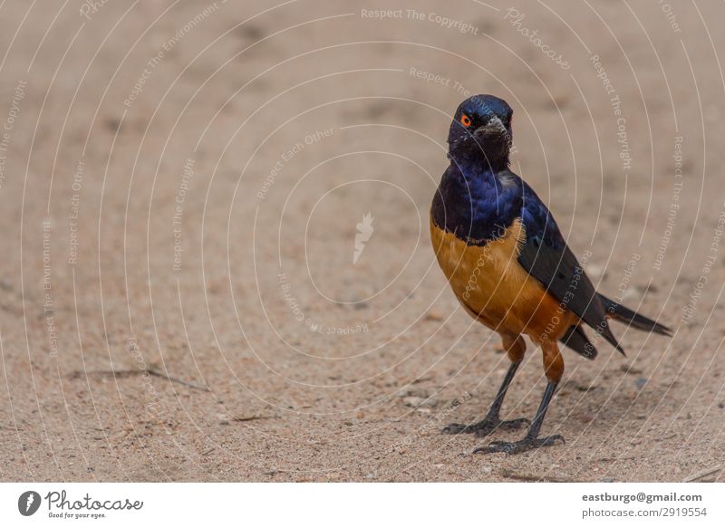 Ein farbenfroher Superb Star in Tansania schön Ferien & Urlaub & Reisen Abenteuer Safari Umwelt Natur Tier Baum Gras Park Wildtier Vogel hell wild blau gelb