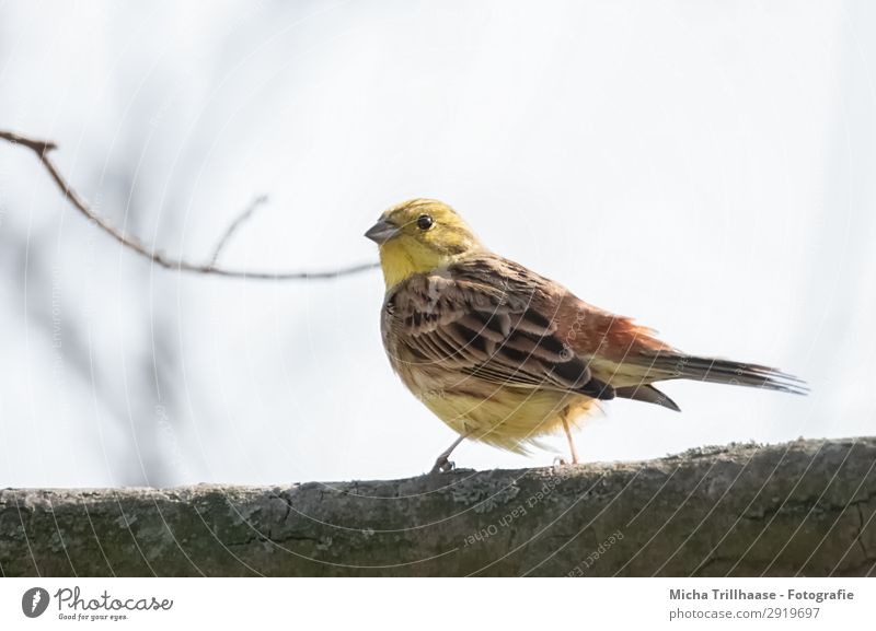 Goldammer im Baum Natur Tier Himmel Sonnenlicht Schönes Wetter Zweige u. Äste Wildtier Vogel Tiergesicht Flügel Krallen Feder gefiedert Schnabel Auge 1