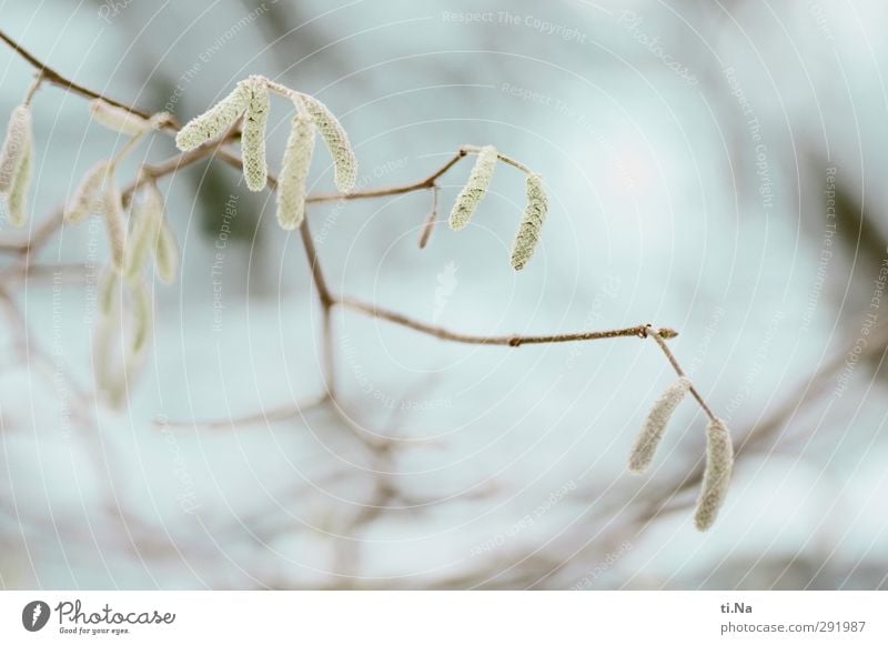 Aschenbrödel Winter Schönes Wetter Eis Frost Baum Sträucher Wildpflanze Garten Wald Blühend frieren hängen Wachstum schön kalt klein Stadt blau braun gelb