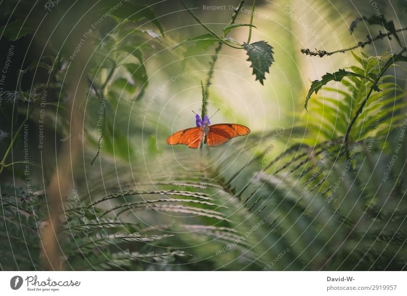 Dschungelfeeling Kunst Kunstwerk Gemälde Umwelt Natur Landschaft Pflanze Tier Sonne Sonnenlicht Frühling Sommer Klima Klimawandel Wetter Schönes Wetter Farn