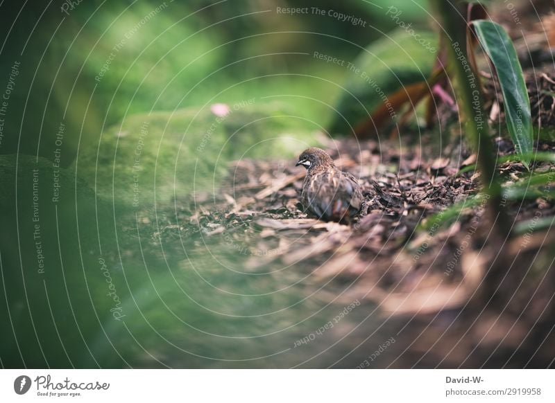 heimlich beobachtet Kunst Umwelt Natur Landschaft Sonne Sonnenlicht Frühling Sommer Klima Schönes Wetter Pflanze Baum Sträucher Blatt Grünpflanze Tier Vogel