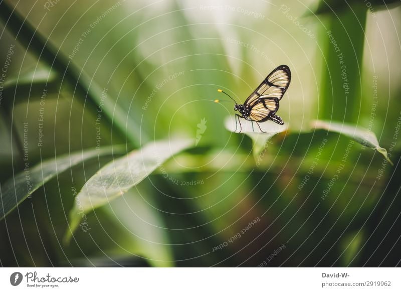 Engelsgleich Kunst Kunstwerk Gemälde Umwelt Natur Frühling Sommer Klima Klimawandel Schönes Wetter Tier Nutztier Schmetterling Flügel 1 Gleichgewicht schön