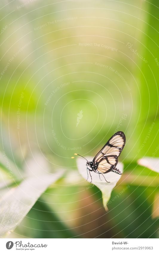 faszinierende kleine Wesen Kunst Kunstwerk Gemälde Umwelt Natur Sonne Frühling Sommer Klima Klimawandel Schönes Wetter Pflanze Blatt Tier Schmetterling Flügel 1