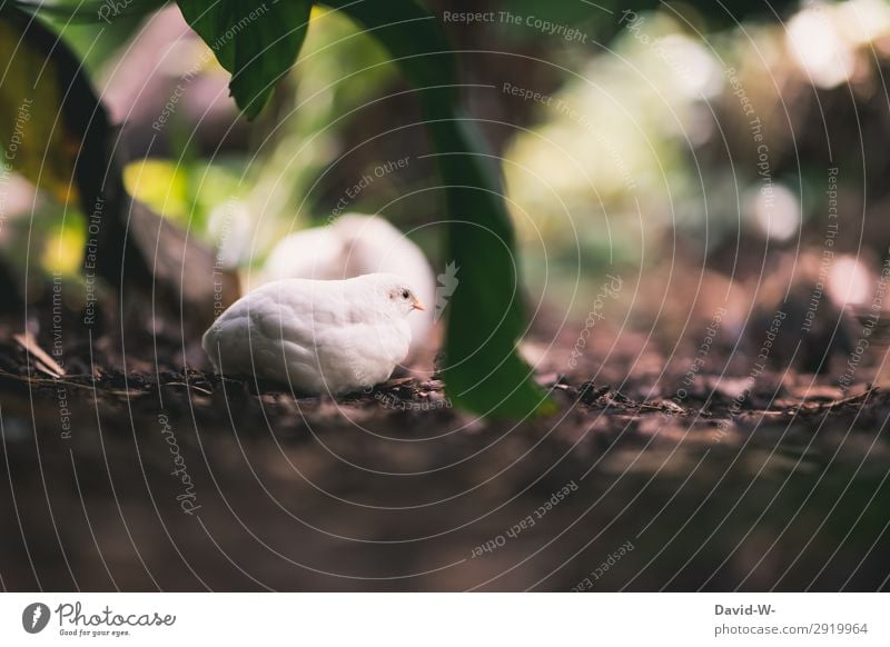 gut versteckt Kunst Umwelt Natur Landschaft Frühling Sommer Klima Schönes Wetter Pflanze Grünpflanze Tier 1 beobachten Schutz Tarnung Haushuhn Küken klein