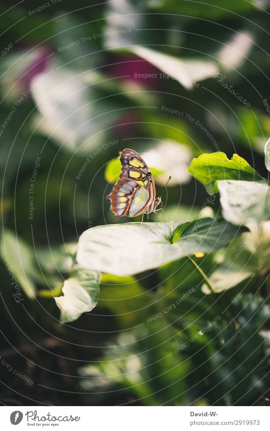 Sonnenplätzchen Kunst Kunstwerk Gemälde Umwelt Natur Landschaft Pflanze Sonnenlicht Frühling Sommer Klima Schönes Wetter Blatt Tier Schmetterling Flügel 1