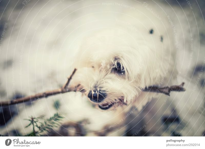 MEINS! Natur Pflanze Winter Schönes Wetter Schnee Blatt Grünpflanze Ast Tannenzweig Wald Tier Haustier Hund 1 achtsam Wachsamkeit Misstrauen Gier Feindseligkeit