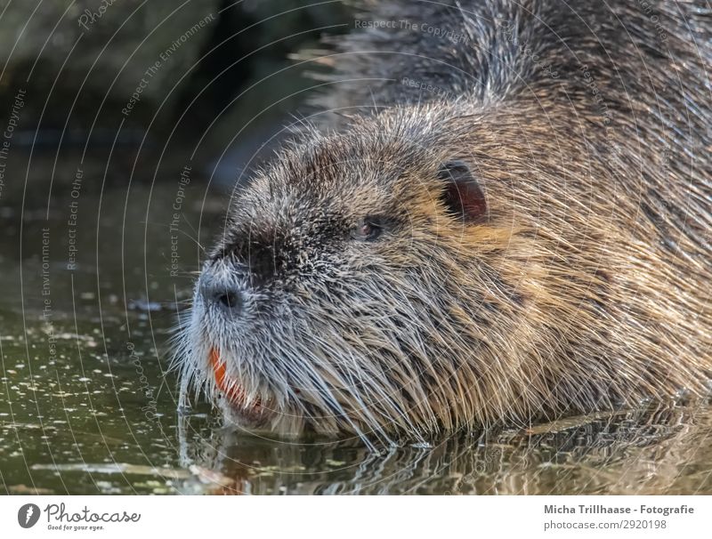 Nutria im Wasser Natur Tier Sonnenlicht Schönes Wetter See Fluss Wildtier Tiergesicht Fell Biberratte Nagetiere Gebiss Nase Auge Ohr 1 beobachten glänzend Blick