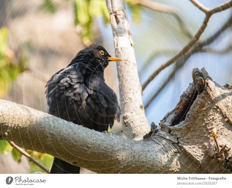 Aufgeplusterte Amsel in der Sonne Natur Tier Himmel Sonnenlicht Schönes Wetter Baum Blatt Zweige u. Äste Wildtier Vogel Tiergesicht Flügel Krallen Feder