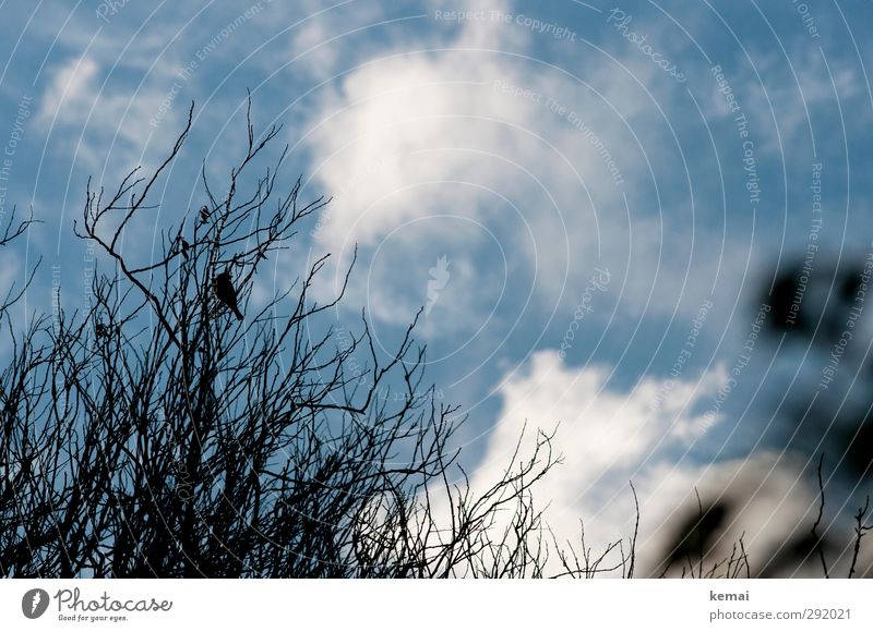 Im Busch sitzen Umwelt Natur Pflanze Tier Himmel Wolken Herbst Schönes Wetter Baum Sträucher Zweig Ast Wildtier Vogel 1 blau schwarz Einsamkeit kahl Geäst