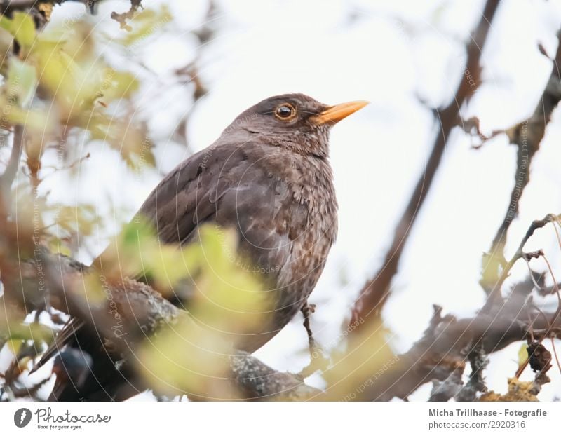 Amsel im Baum Natur Tier Himmel Sonnenlicht Schönes Wetter Blatt Zweige u. Äste Wildtier Vogel Tiergesicht Flügel Schnabel Auge Feder gefiedert 1 beobachten