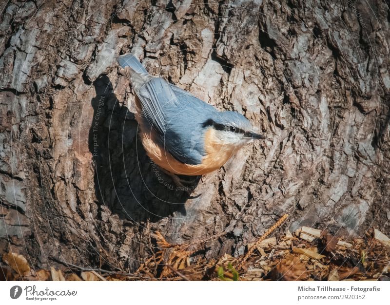 Kleiber am Baumstamm Natur Tier Sonnenlicht Schönes Wetter Baumrinde Wildtier Vogel Tiergesicht Flügel Krallen Schnabel Auge Feder gefiedert 1 beobachten hängen