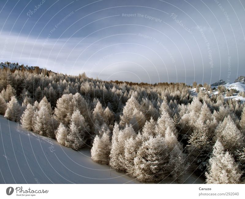 I'm Up In The Woods Umwelt Natur Landschaft Luft Himmel Winter Wetter Eis Frost Schnee Pflanze Baum Wald Hügel Alpen Berge u. Gebirge La joue de loup