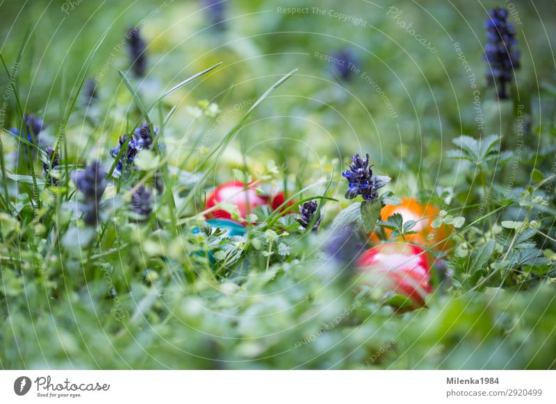 versteckte Ostereier Garten Ostern Natur Pflanze Gras Wiese Freude Frühlingsgefühle Ostereiersuche verstecken Hühnerei Farbfoto Außenaufnahme Nahaufnahme